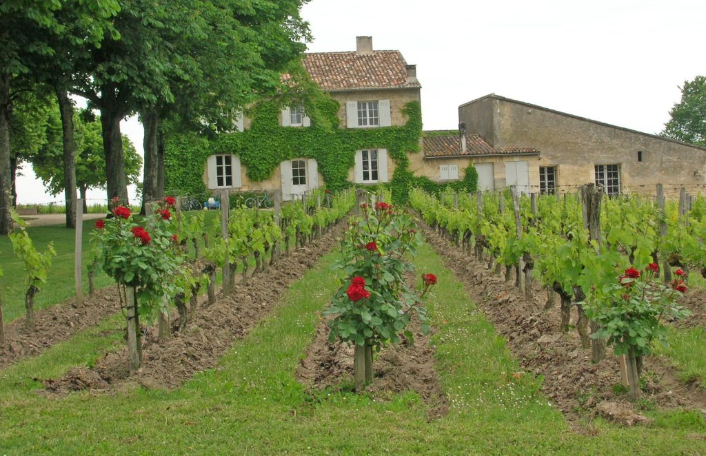 Rangs de vigne et rosiers devant le château du Clos Fourtet à Saint-Émilion